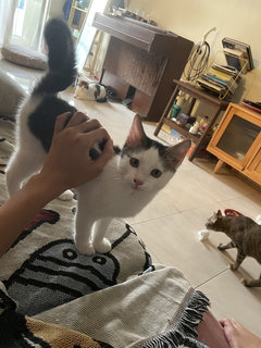 Gigi The Rumbling Machine - Domestic Short Hair Cat