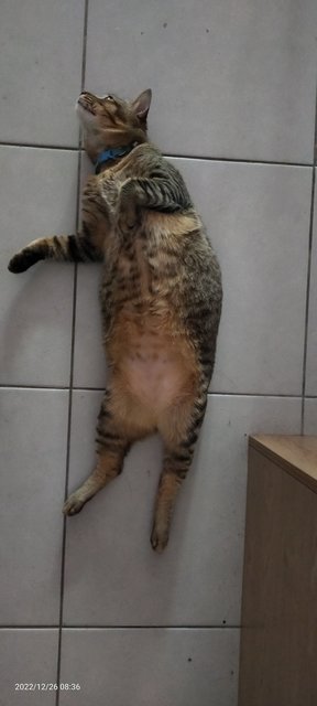 Mimi - Tabby Cat