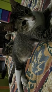 Cokin - Domestic Medium Hair Cat