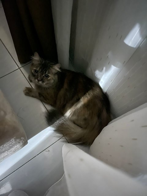 Bayu Kirana - Domestic Medium Hair Cat