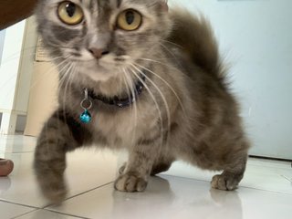Bayu Kirana - Domestic Medium Hair Cat