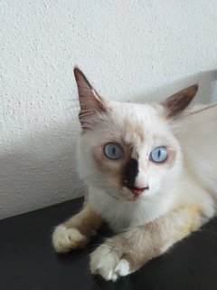 Juli - Domestic Medium Hair Cat