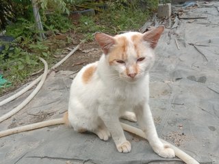 Bod - Domestic Short Hair Cat