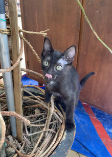 Kaya &amp; Soya - Domestic Short Hair Cat