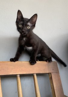 Kaya &amp; Soya - Domestic Short Hair Cat