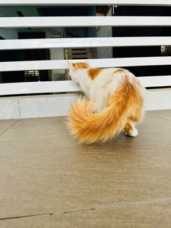 Cat -mimi - Domestic Long Hair Cat