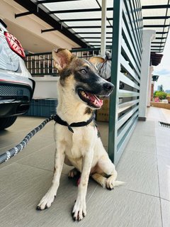Handsome Boy - Jack Russell Terrier Mix Dog