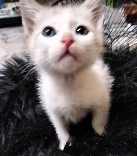 Gasper - Japanese Bobtail Cat