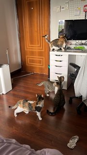 Tinky , Winky And Dipsy And Po - Domestic Short Hair Cat