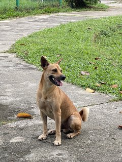 Glenn - Mixed Breed Dog