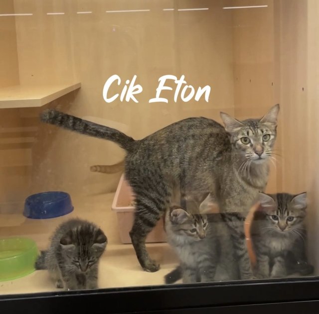 Cik Eton - Domestic Short Hair Cat