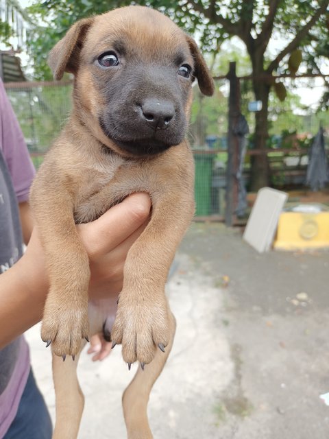 Baby Girl - Mixed Breed Dog