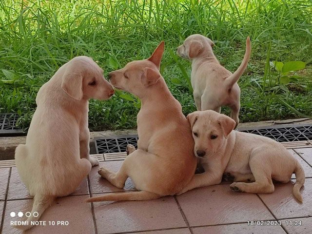 Snowwhite,cinderella,aurora,belle - Mixed Breed Dog