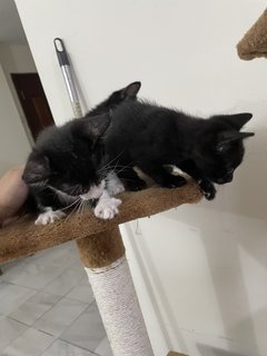 Three Cute Kittens - Domestic Medium Hair Cat