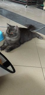 Foofy - Persian Cat