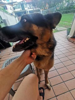 Rocky The German - German Shepherd Dog Dog