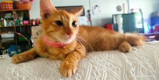 Pong Pong 怦怦 (Bahau Adoption) - Domestic Short Hair + Domestic Medium Hair Cat