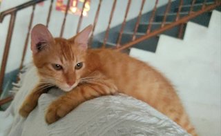 Pong Pong 怦怦 (Bahau Adoption) - Domestic Short Hair + Domestic Medium Hair Cat