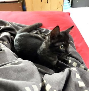 Beautiful Ash - Domestic Short Hair Cat