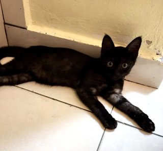 Beautiful Ash - Domestic Short Hair Cat