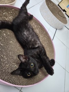Beautiful Ash - Domestic Short Hair Cat