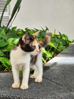 Kitty - Domestic Short Hair Cat