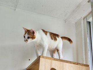 Zabby - Domestic Short Hair Cat