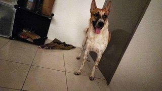 Skippy - Mixed Breed Dog