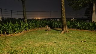 Luna - Domestic Short Hair Cat