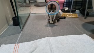 Luna - Domestic Short Hair Cat