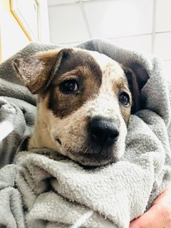 I'm a very pretty puppy! Would you like to take me home and be mine forever?