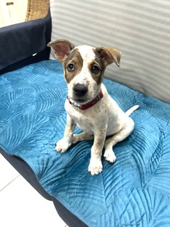 Beautiful Cleo - The Smiley Happy Puppy - Mixed Breed Dog