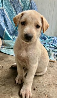 Beige Twinkie - Mixed Breed Dog