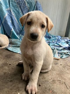 Beige Twinkie - Mixed Breed Dog