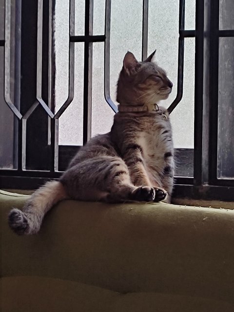 Pepper  - Domestic Short Hair Cat
