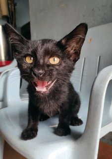 Hei Hei ( Bahau Adoption ) - Domestic Short Hair Cat