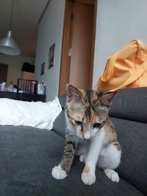 Luna - Calico + Domestic Short Hair Cat