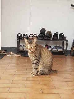 Mocha - Tabby Cat