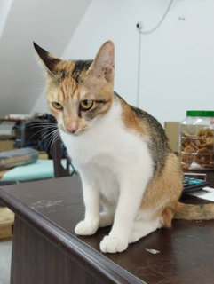 Mimi - Domestic Short Hair Cat