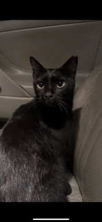 Henry Catville  - Domestic Short Hair Cat