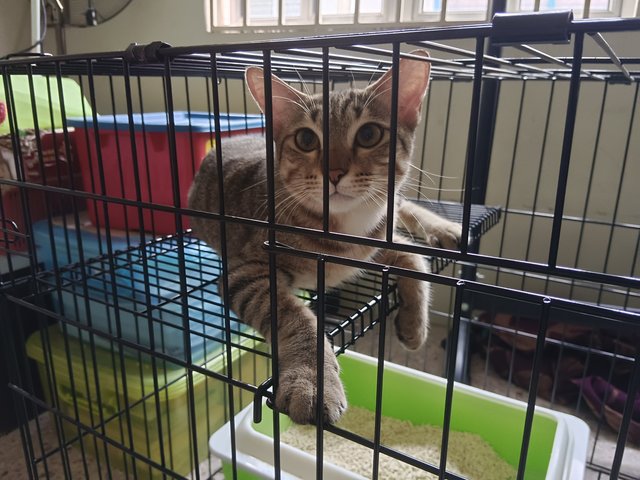 Fa Fa - Tabby Cat