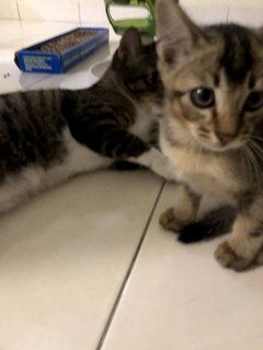 George - Domestic Short Hair Cat