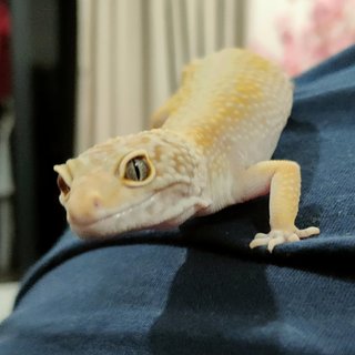 Mellow - Gecko Reptile