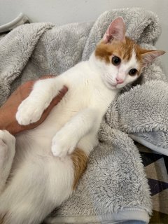 Mika - Domestic Short Hair Cat