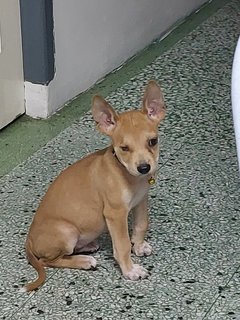 Bartimaeus  - Mixed Breed Dog