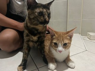 Limau/oreo - Domestic Medium Hair Cat