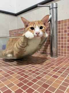 Limau/oreo - Domestic Medium Hair Cat