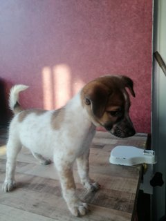 Ace - Mixed Breed Dog