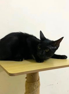 Hitam - Domestic Short Hair Cat