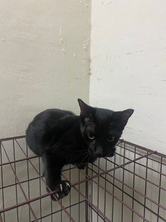Hitam - Domestic Short Hair Cat